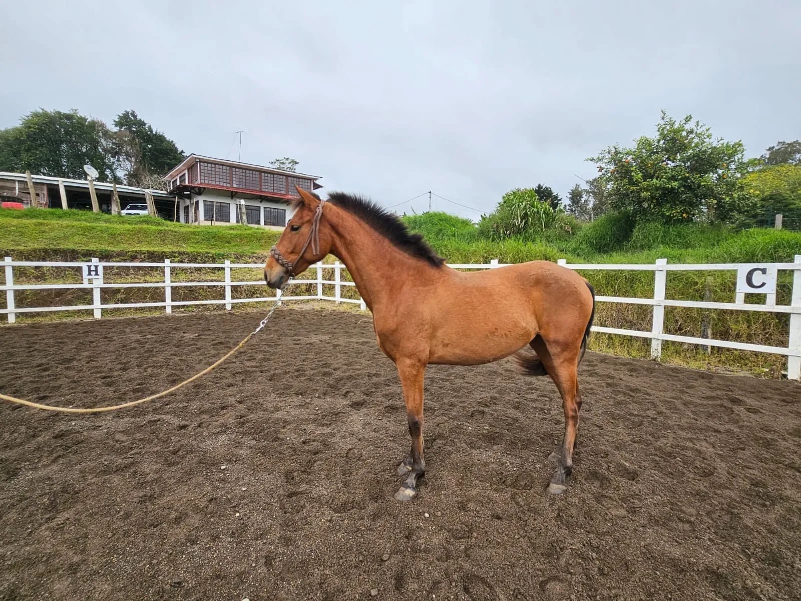 Caballo Toscana de Santa Elena en venta