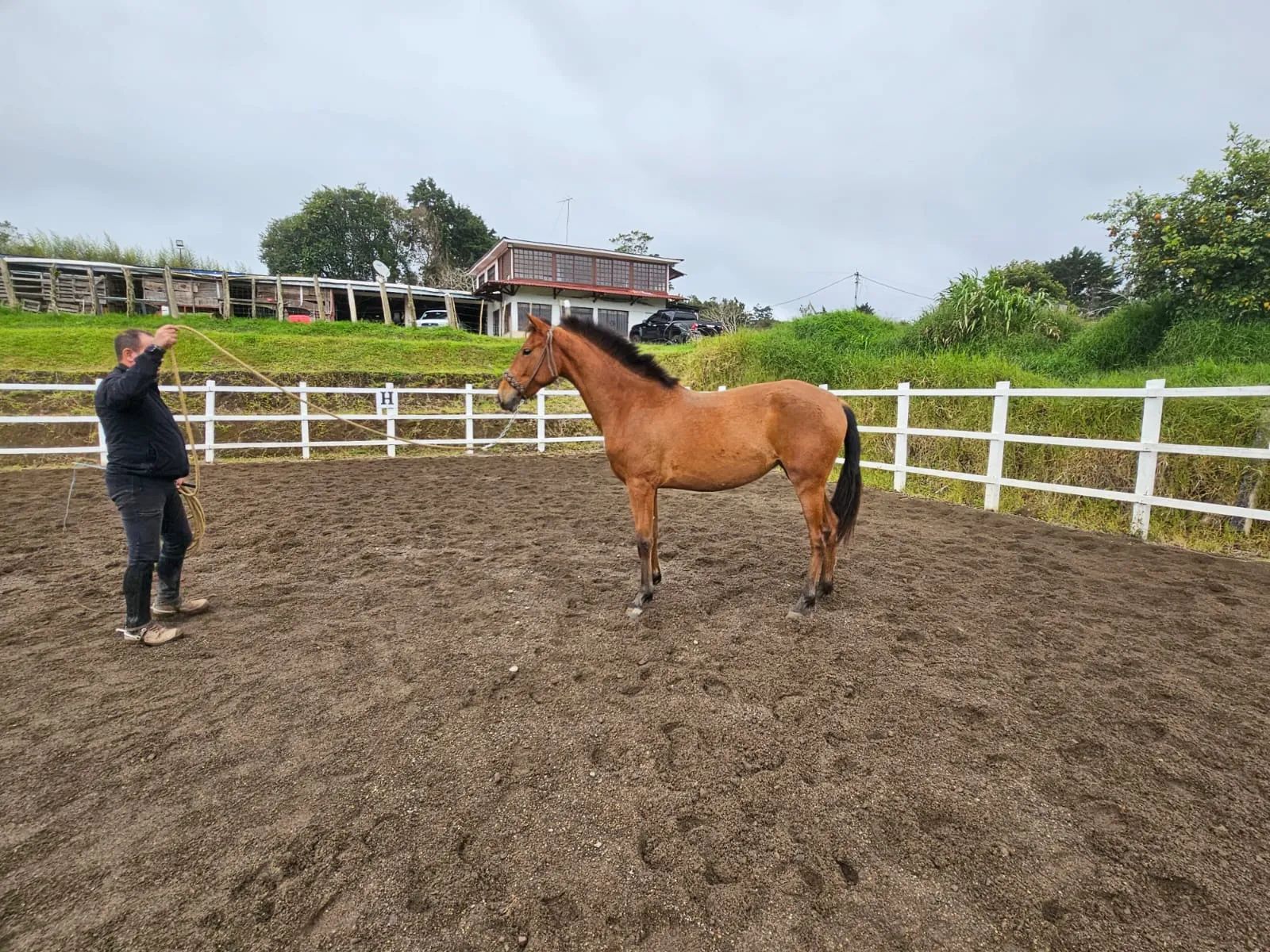 Caballo Toscana de Santa Elena en venta
