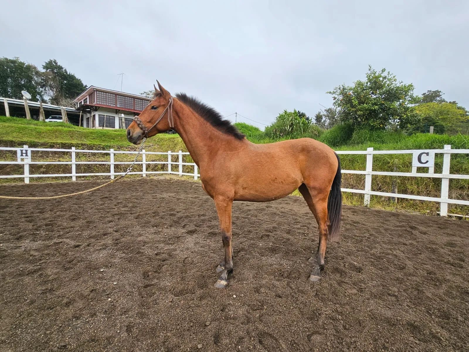 Caballo Toscana de Santa Elena en venta