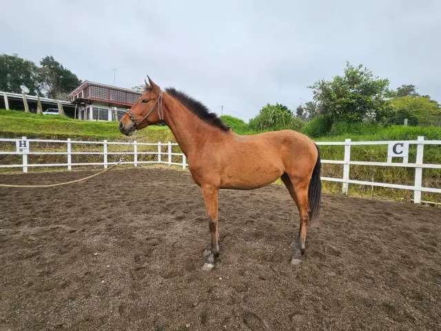 Caballo Toscana de Santa Elena en venta