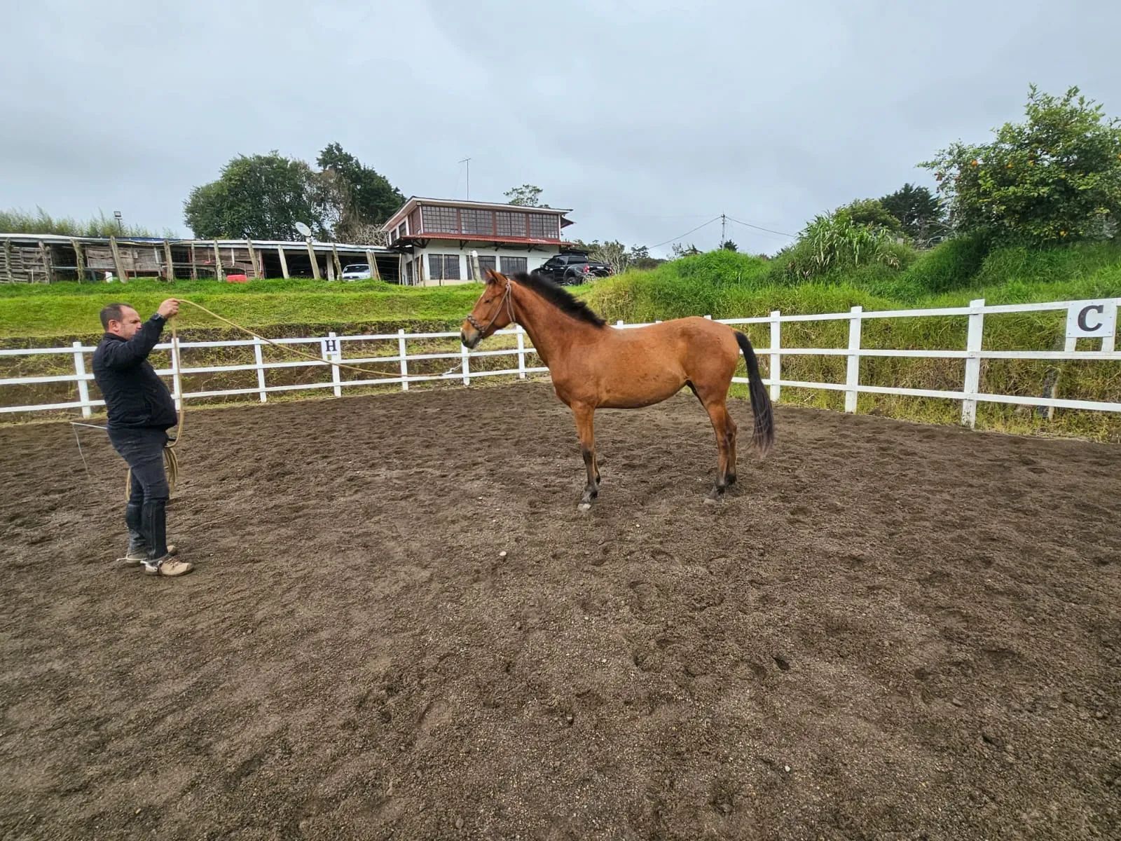 Caballo Toscana de Santa Elena en venta