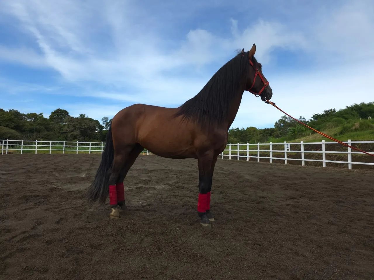 Caballo Amancio de Santa Elena en venta