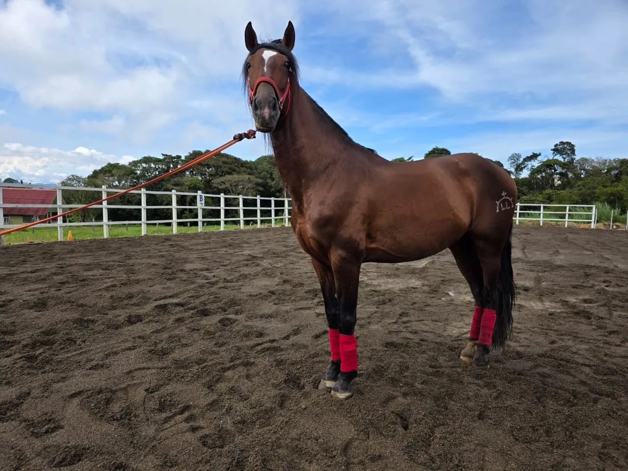 Caballo Amancio de Santa Elena en venta