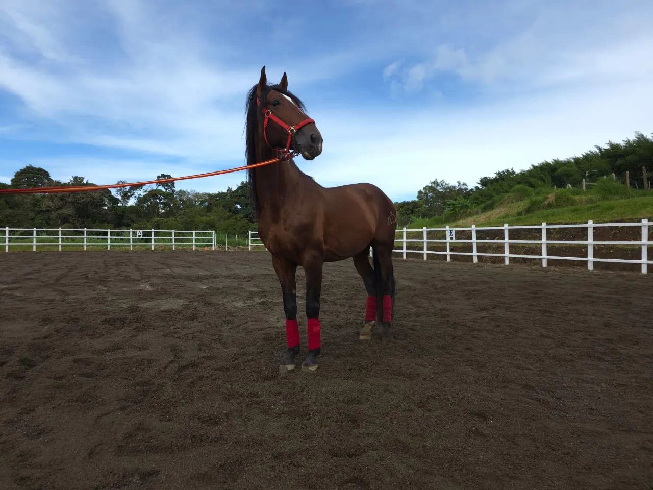 Caballo Amancio de Santa Elena en venta