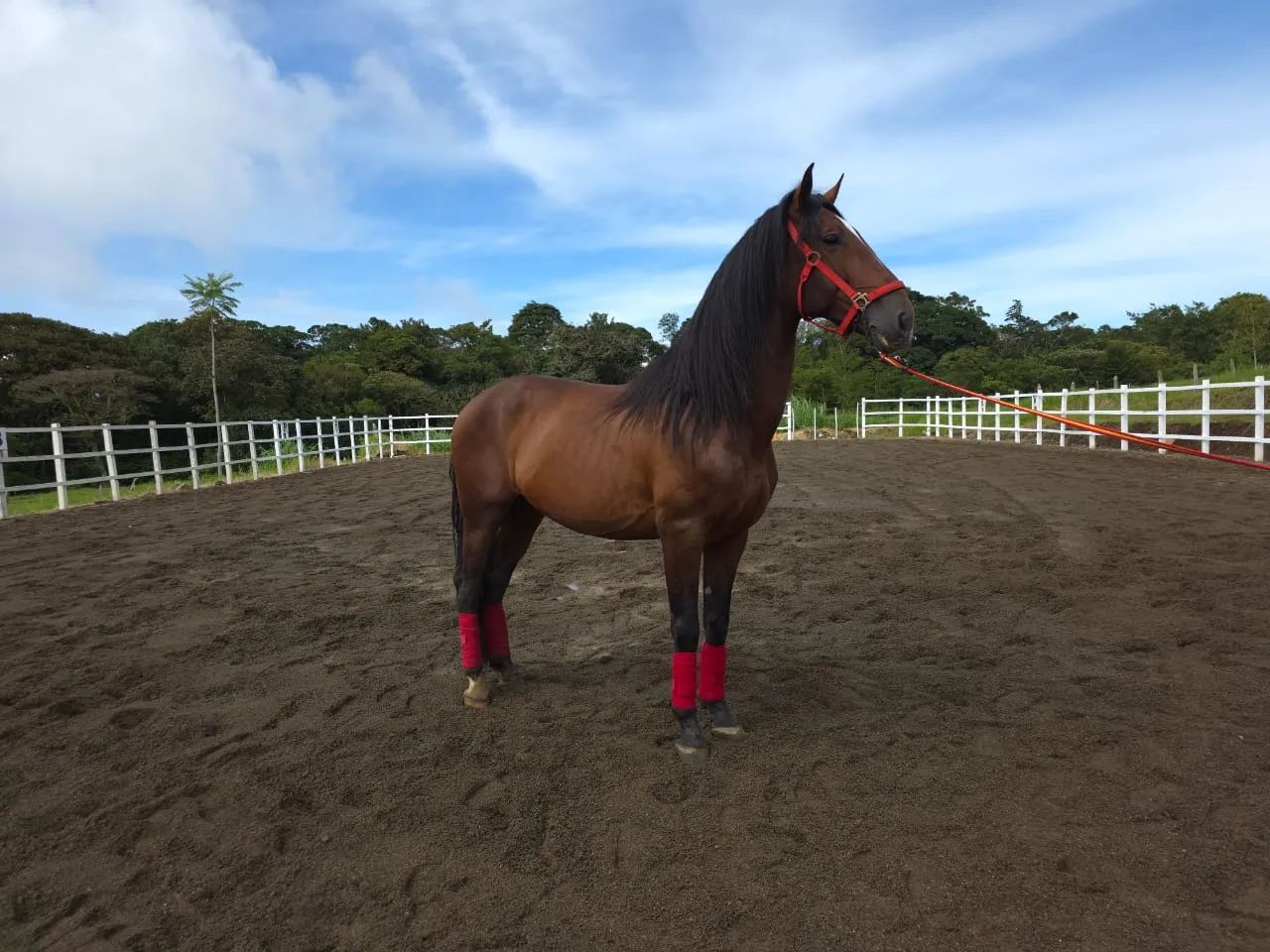 Caballo Amancio de Santa Elena en venta