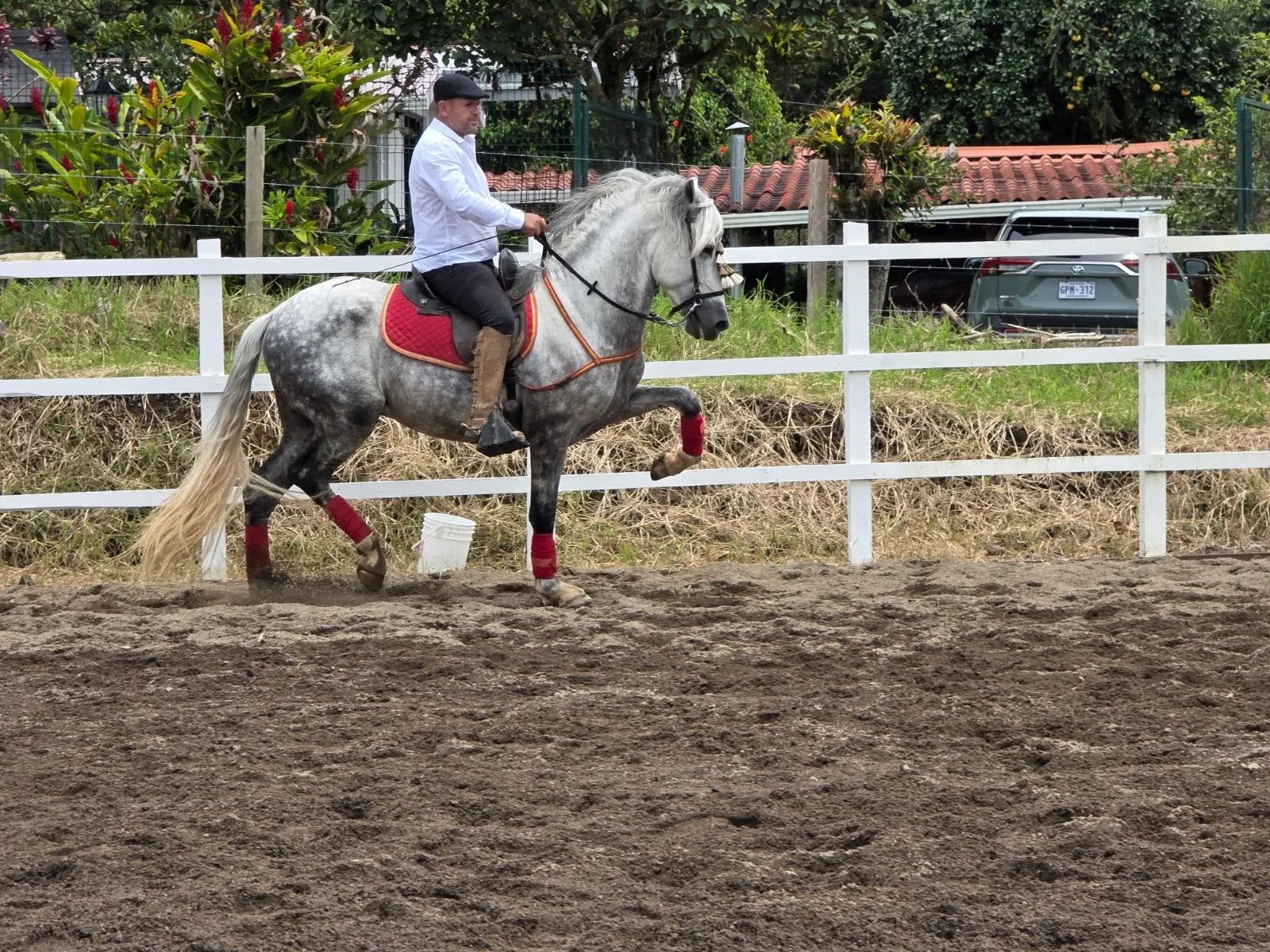 Caballo Duran de Santa Elena en venta