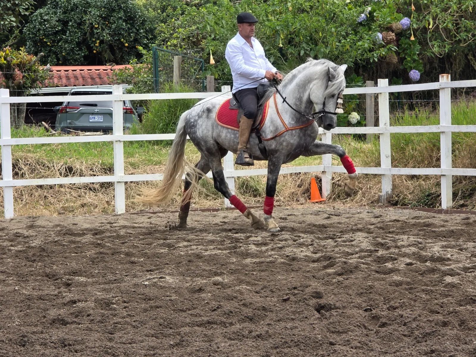 Caballo Duran de Santa Elena en venta