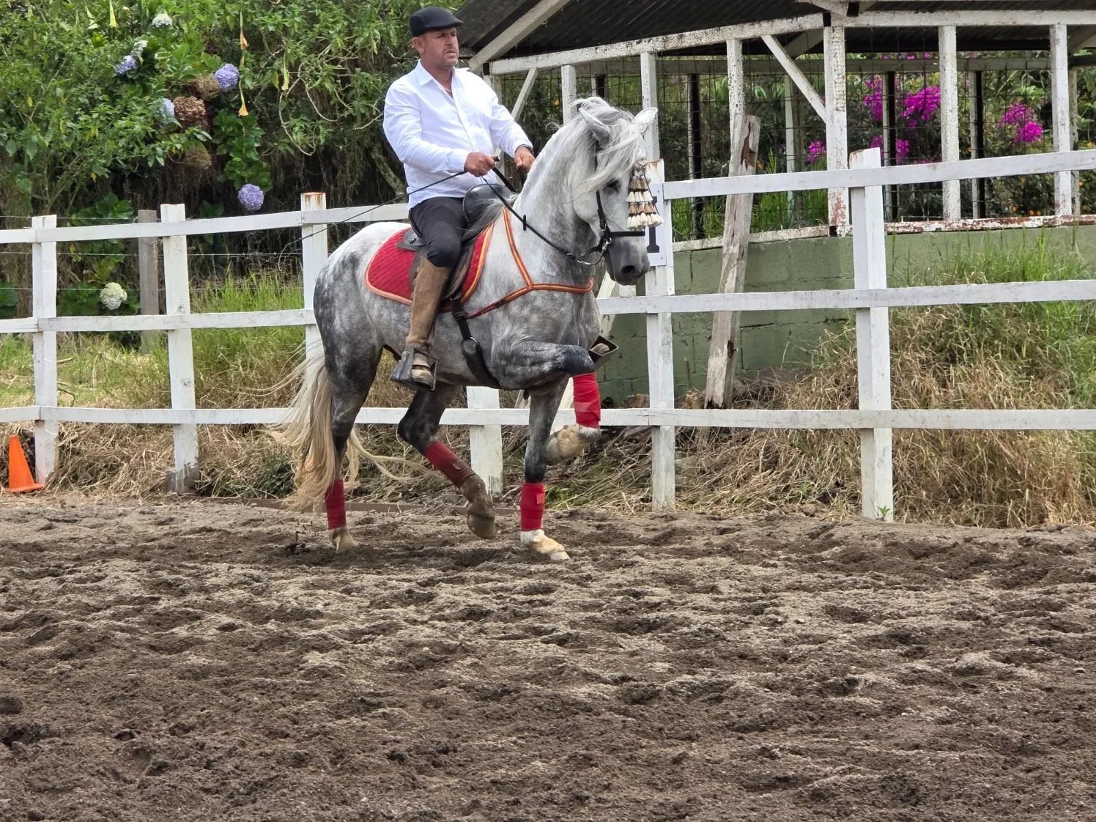Caballo Duran de Santa Elena en venta