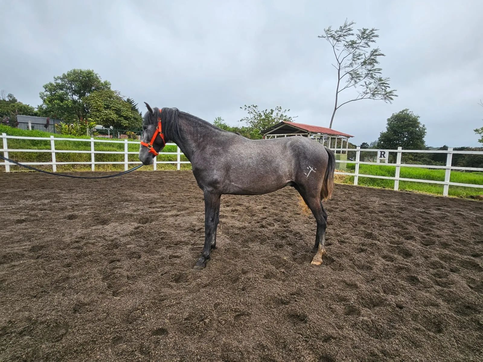 Caballo Romeo de Santa Elena en venta