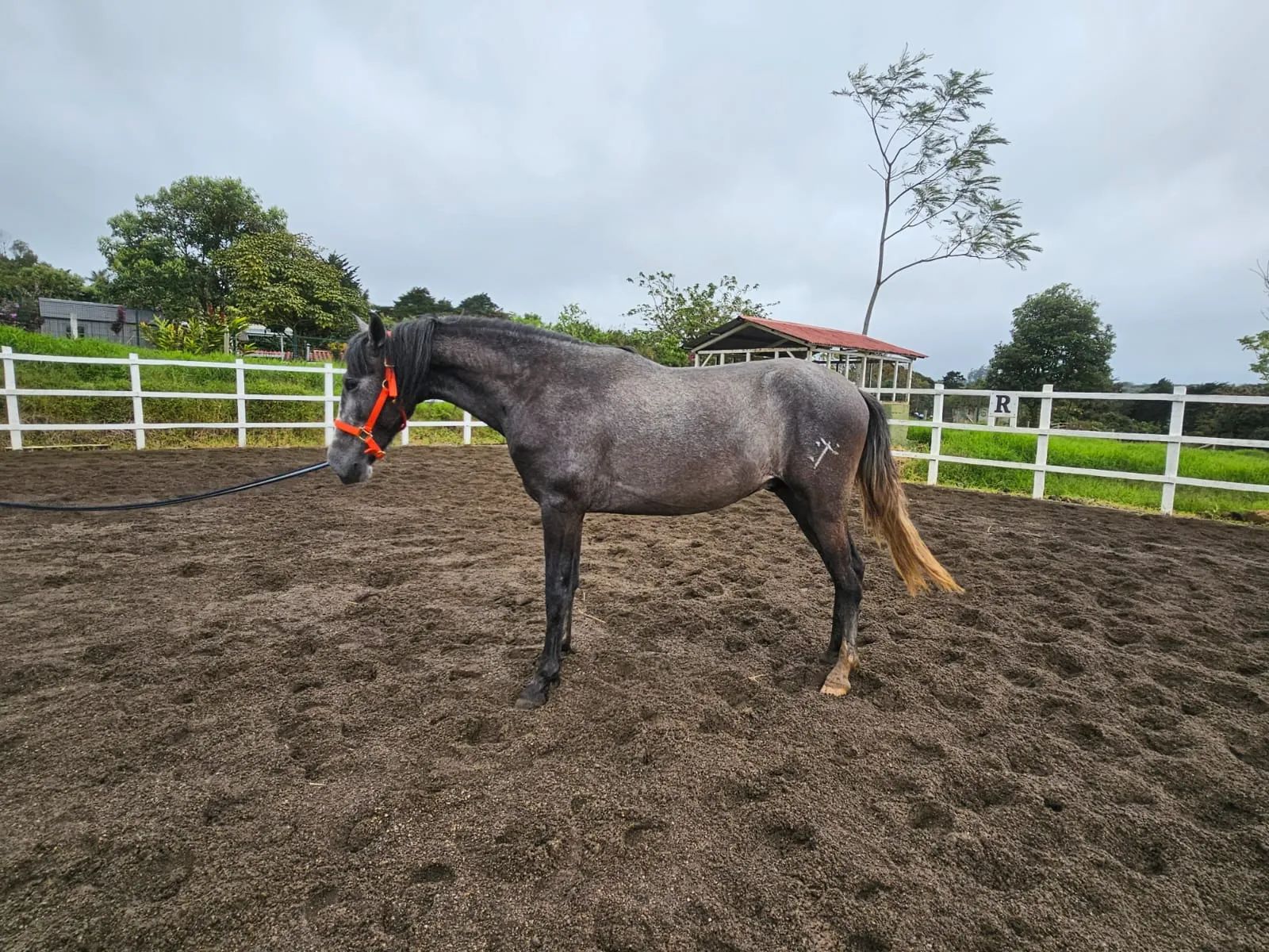 Caballo Romeo de Santa Elena en venta