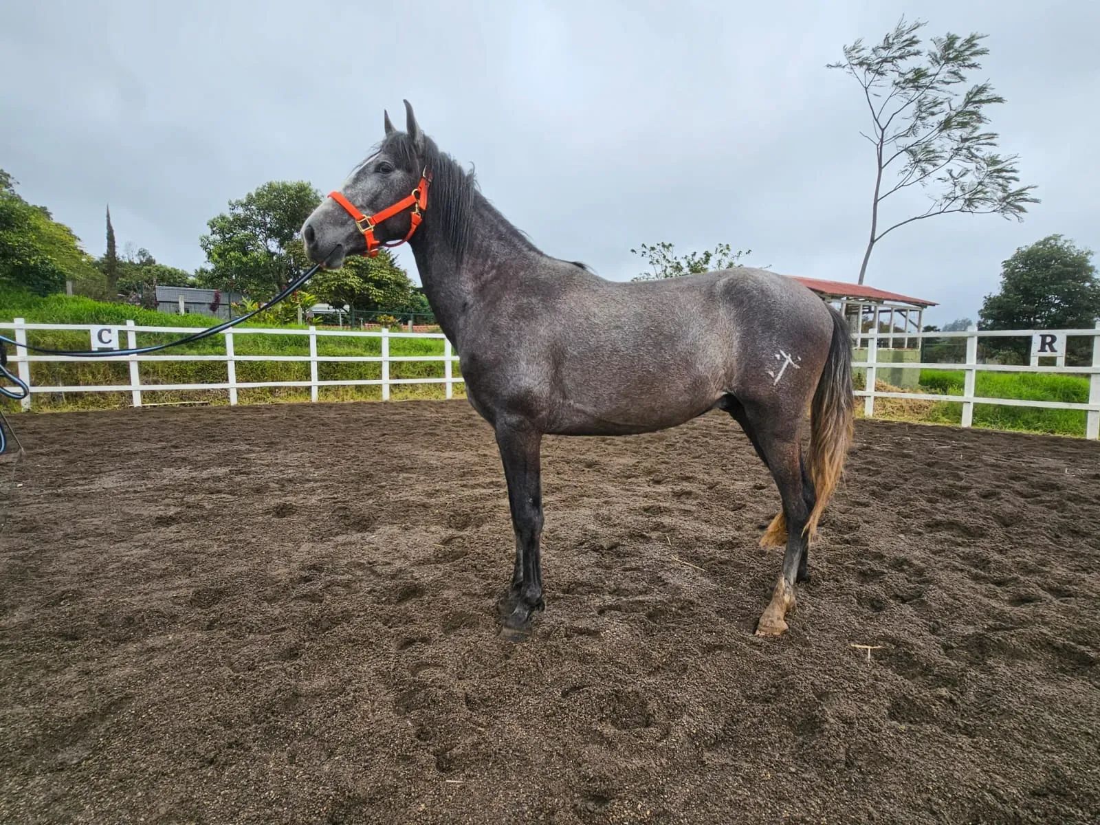 Caballo Romeo de Santa Elena en venta