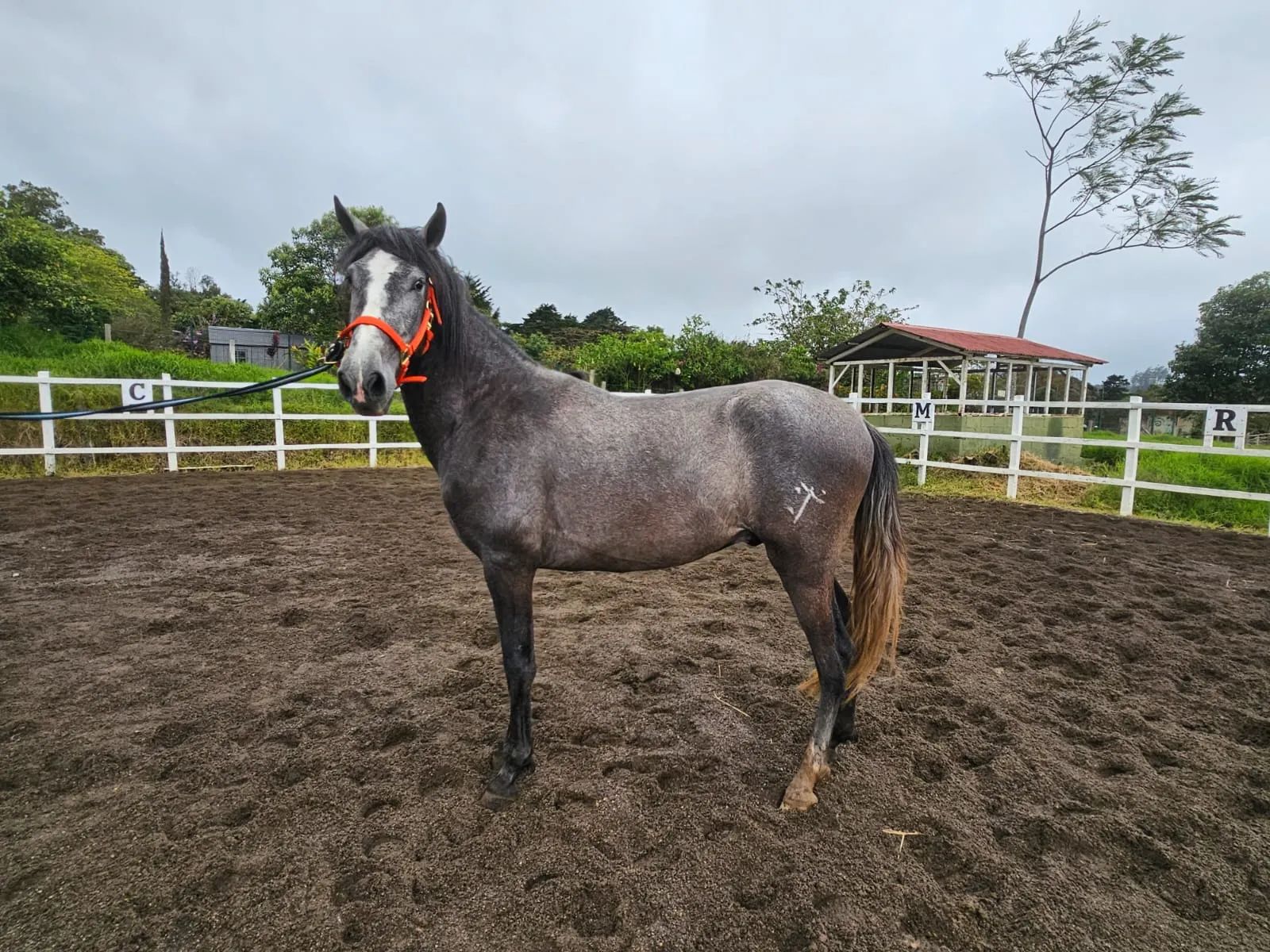 Caballo Romeo de Santa Elena en venta