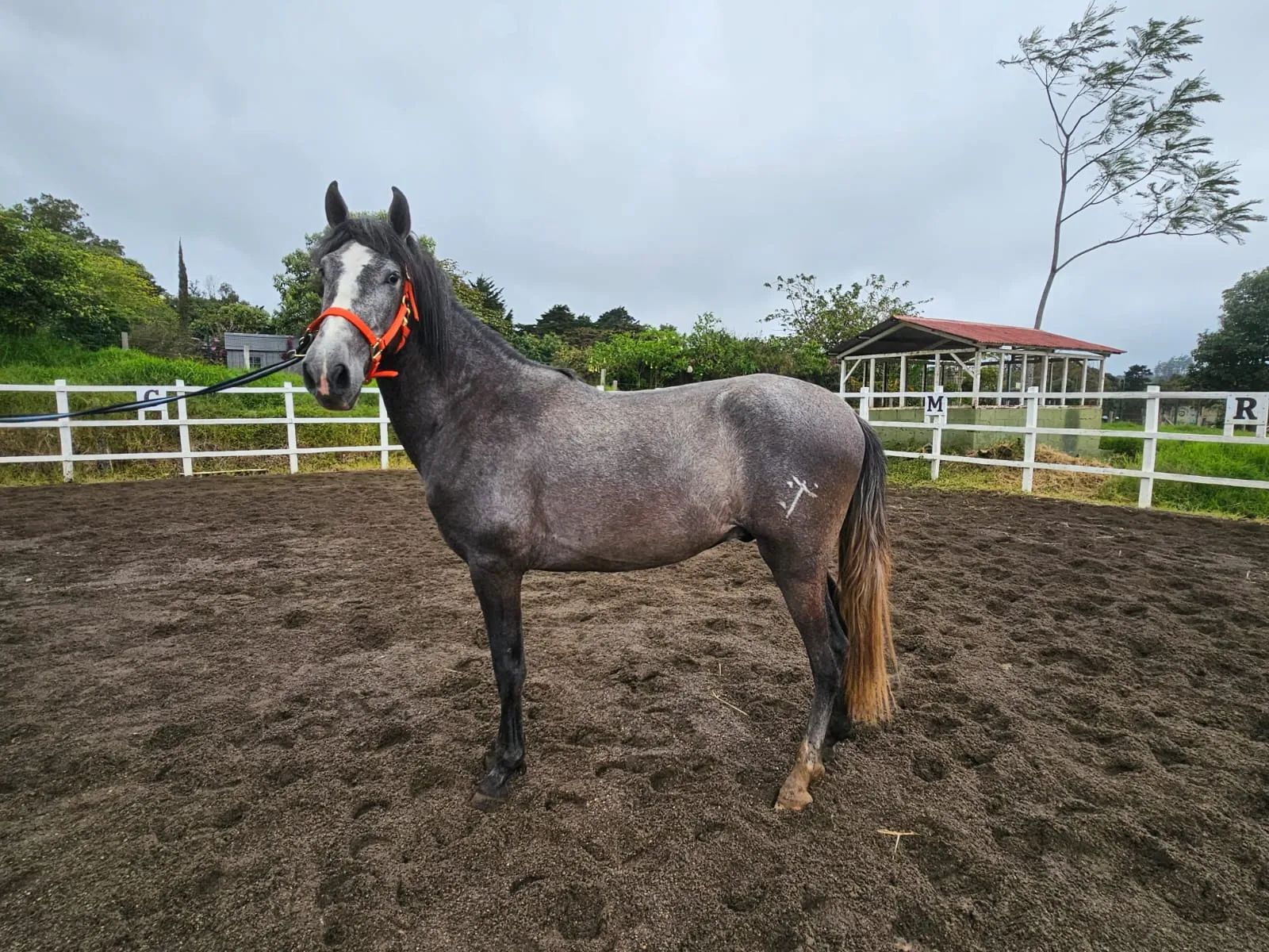 Caballo Romeo de Santa Elena en venta