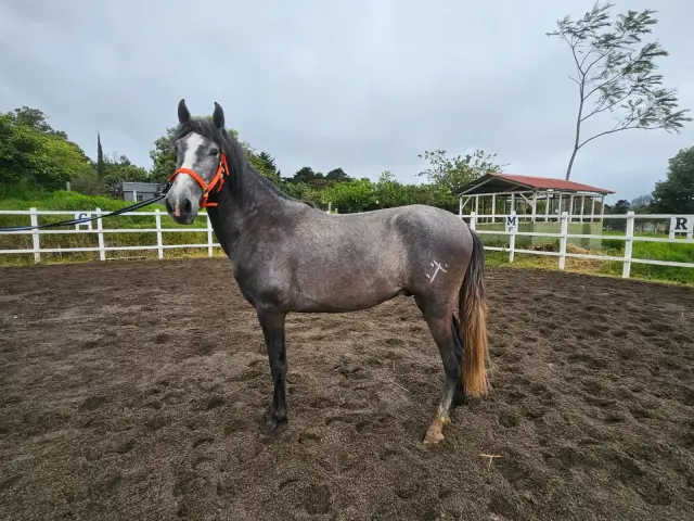 Caballo Romeo de Santa Elena en venta