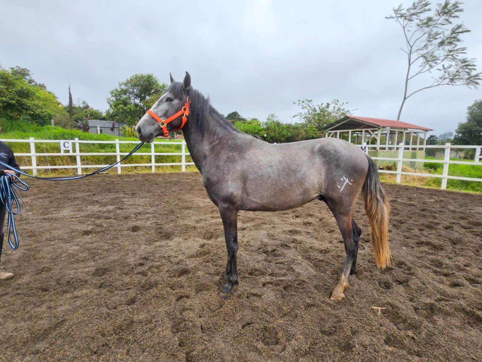 Caballo Romeo de Santa Elena en venta