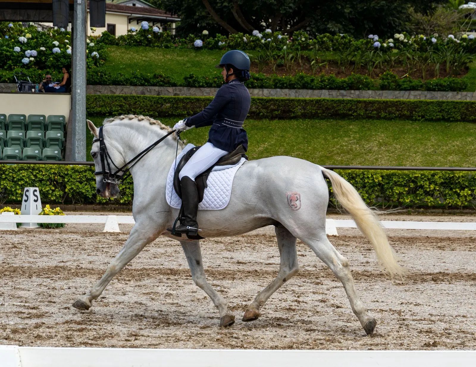 Caballo Republicano en venta
