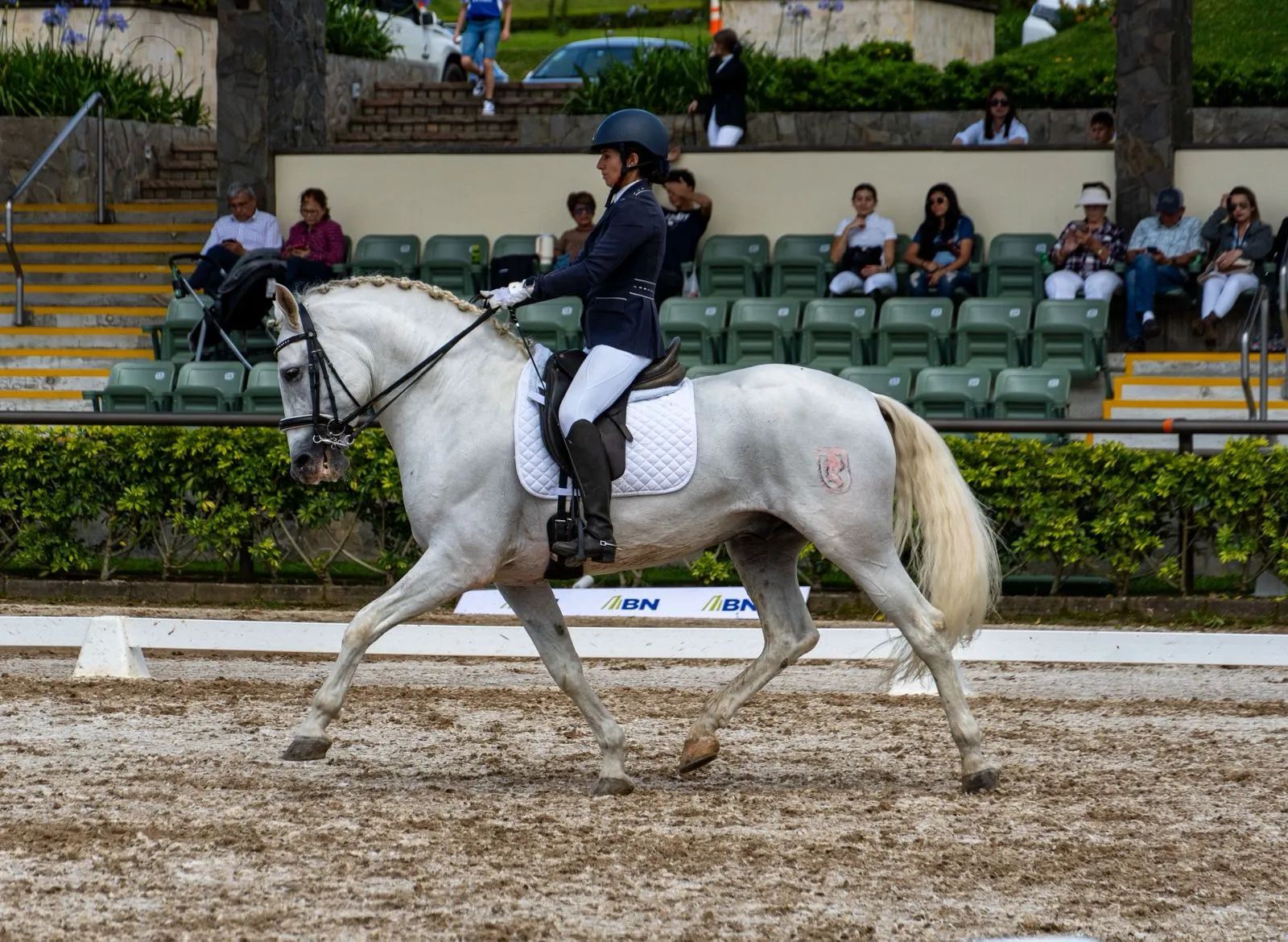 Caballo Republicano en venta
