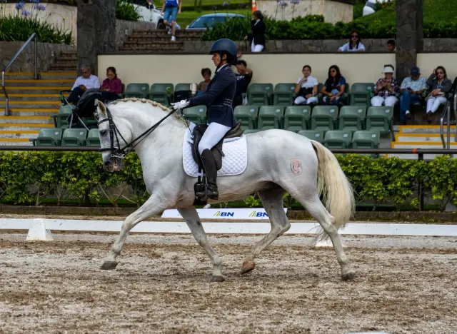 Caballo Republicano en venta
