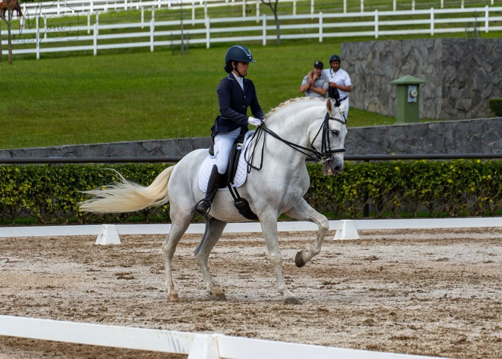 Caballo Republicano en venta