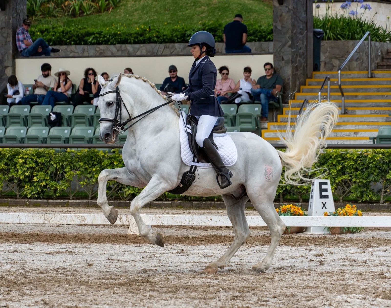 Caballo Republicano en venta