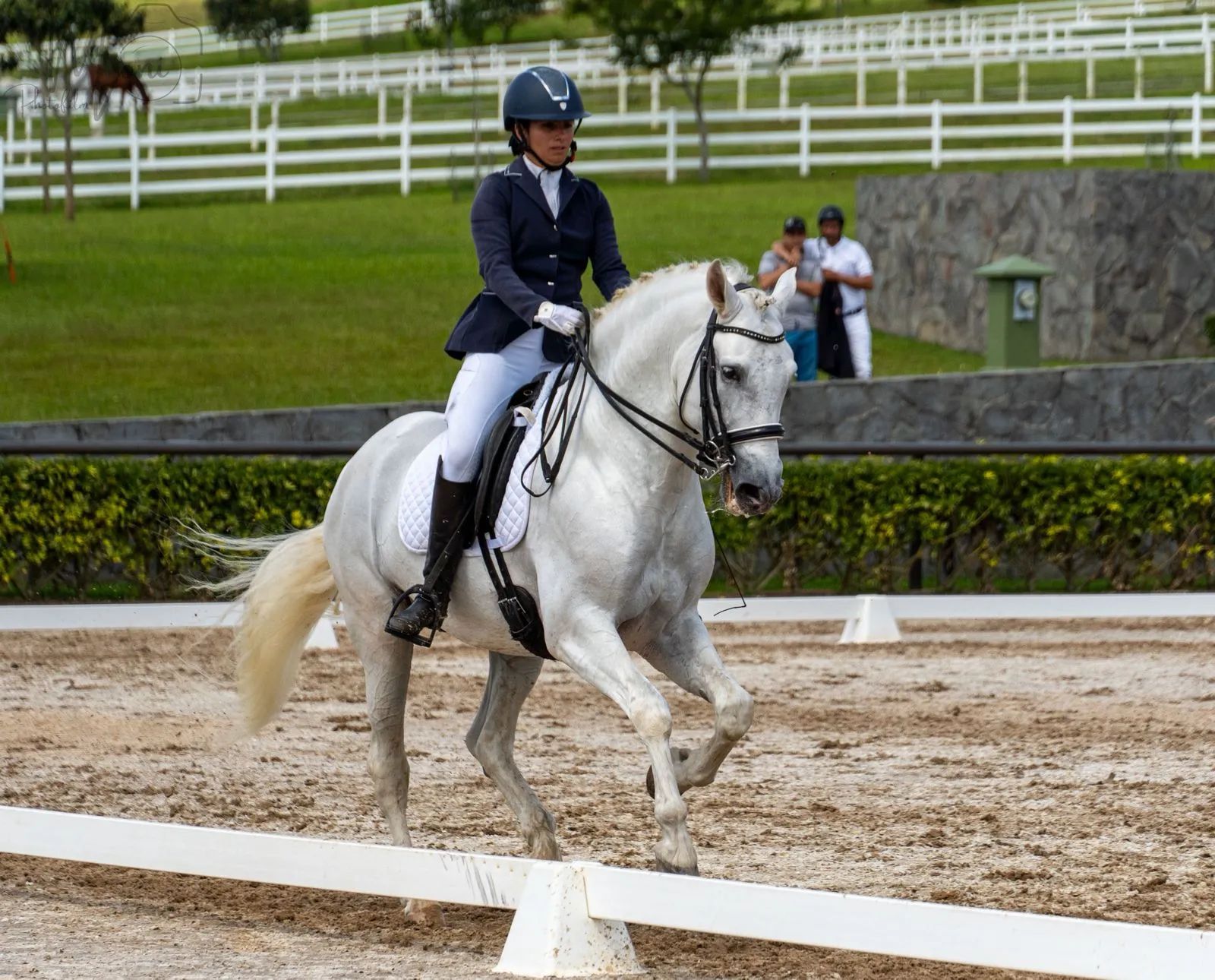 Caballo Republicano en venta