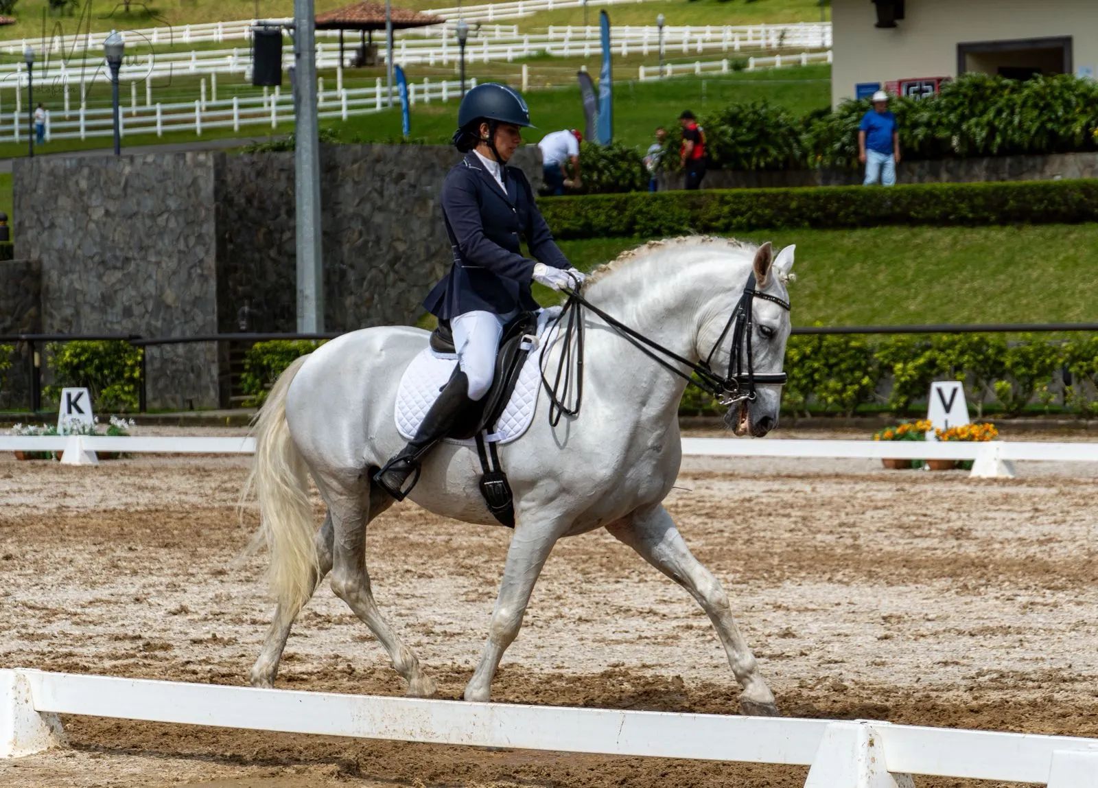 Caballo Republicano en venta