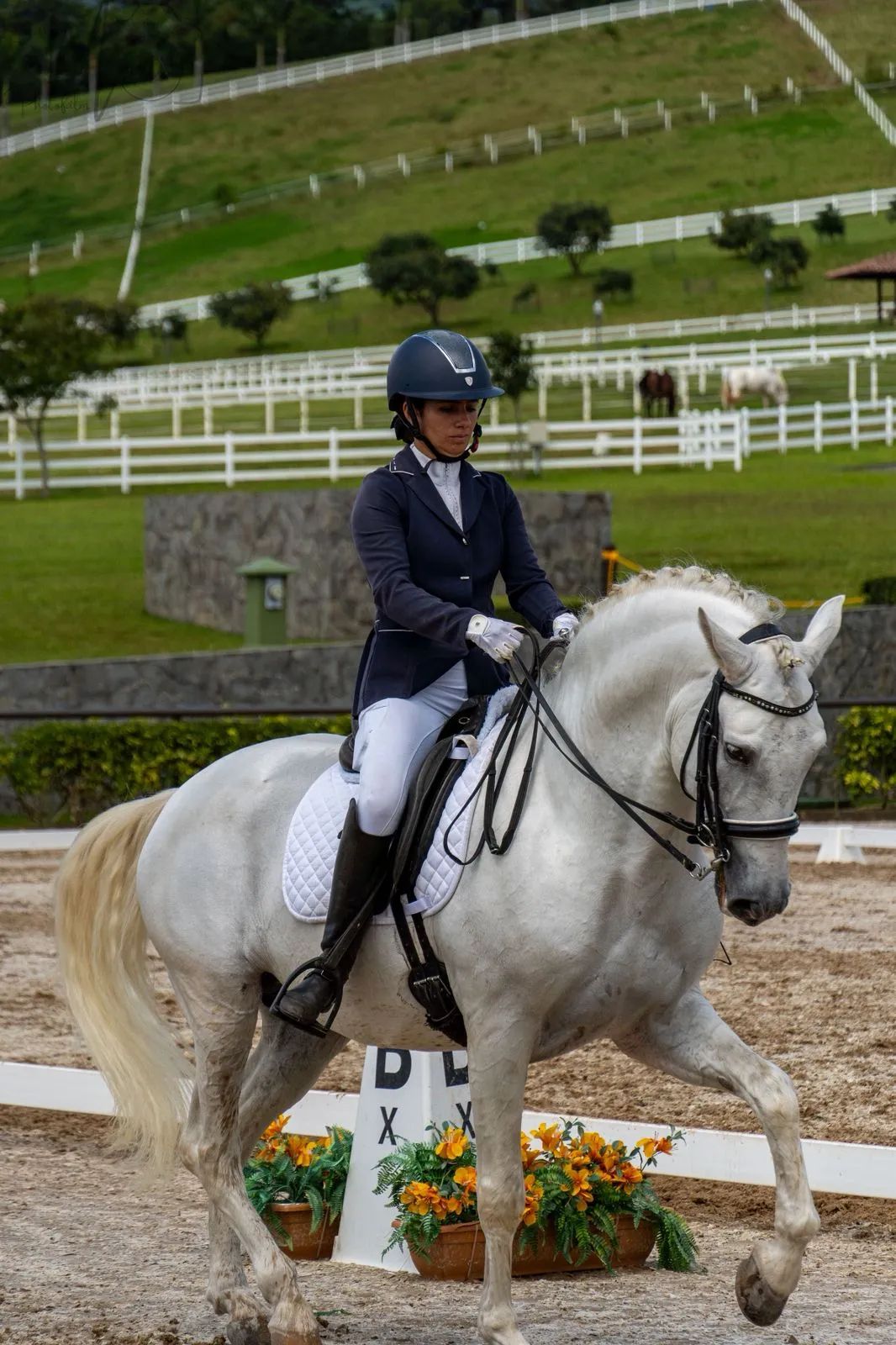 Caballo Republicano en venta