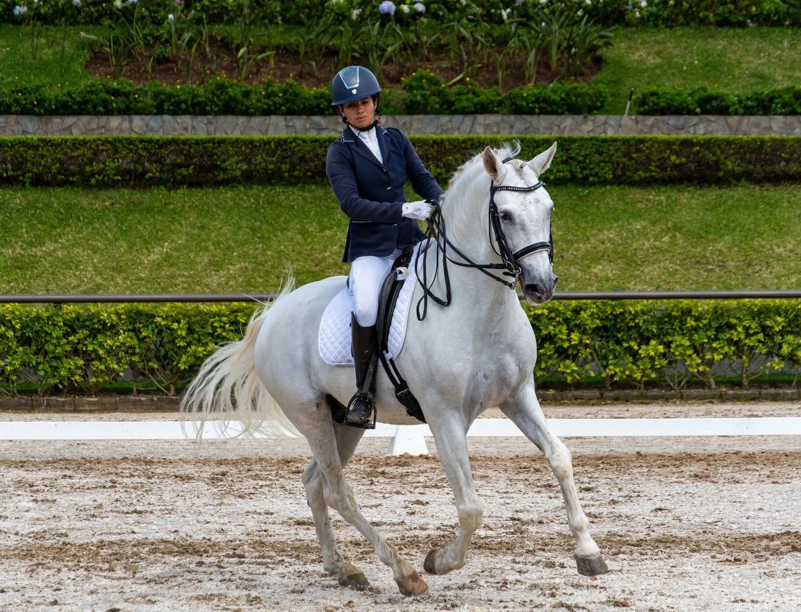 Caballo Republicano en venta