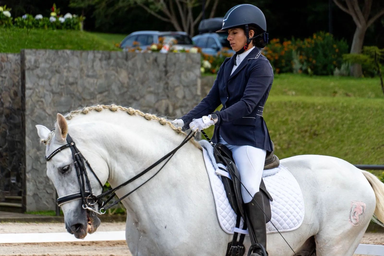 Caballo Republicano en venta