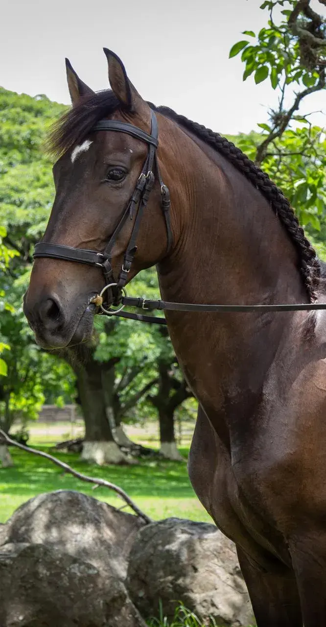 Caballo Guardián HB en venta