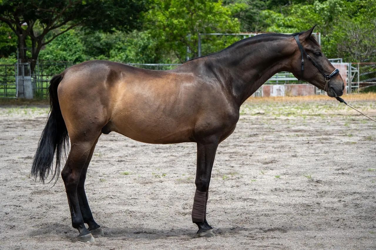 Caballo Guardián HB en venta