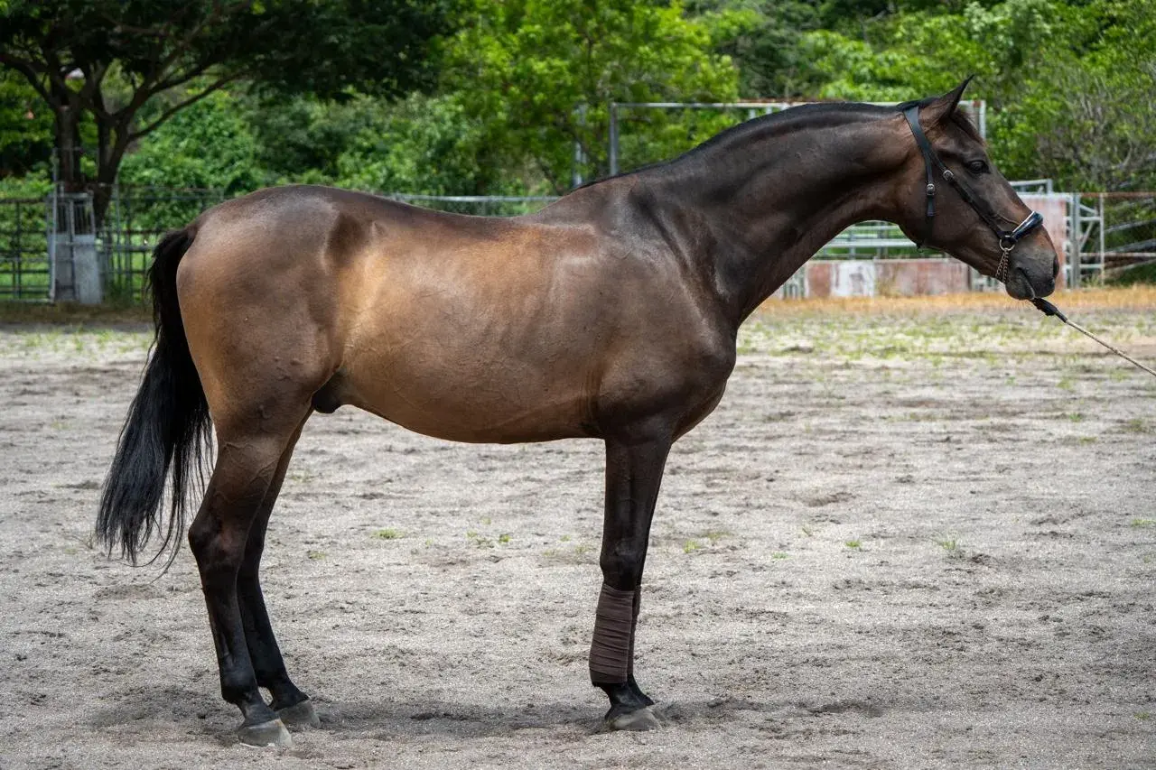 Caballo Guardián HB en venta