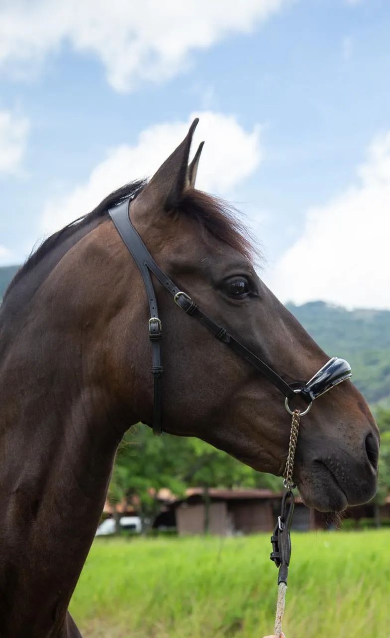 Caballo Guardián HB en venta