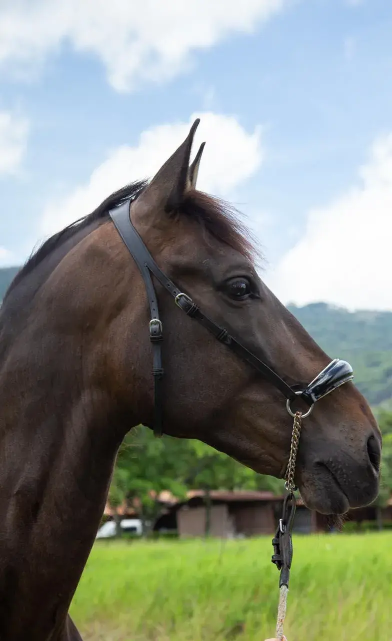 Caballo Guardián HB en venta