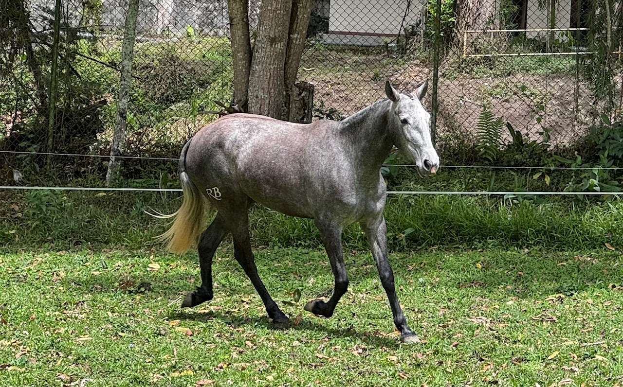Caballo Alma de La Aurora en venta
