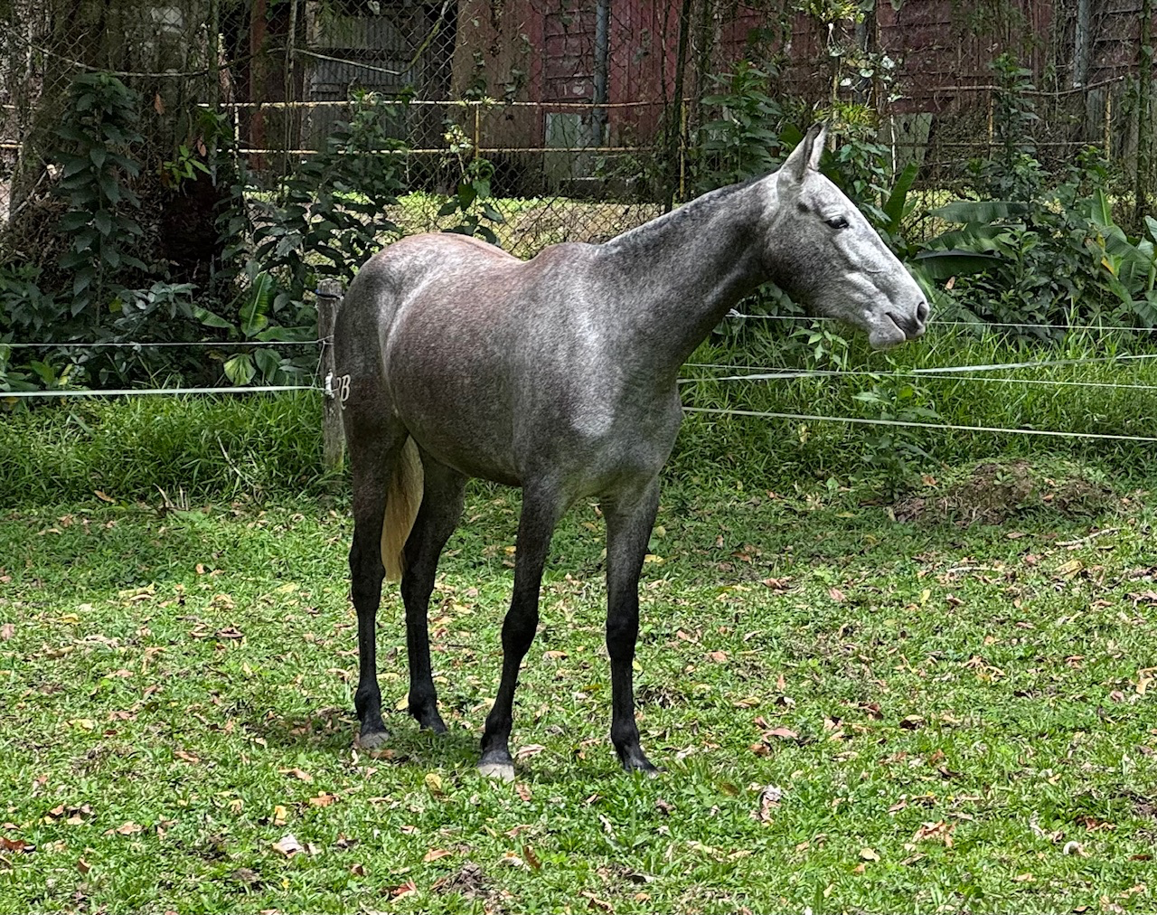 Caballo Alma de La Aurora en venta
