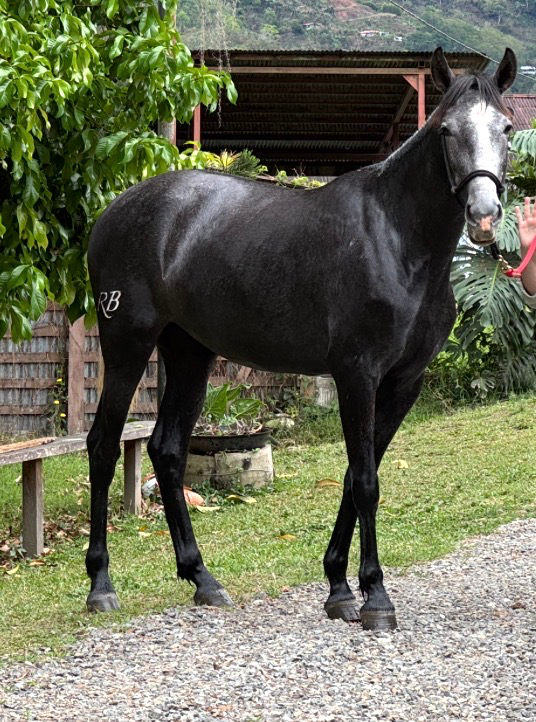 Caballo Alma de La Aurora en venta