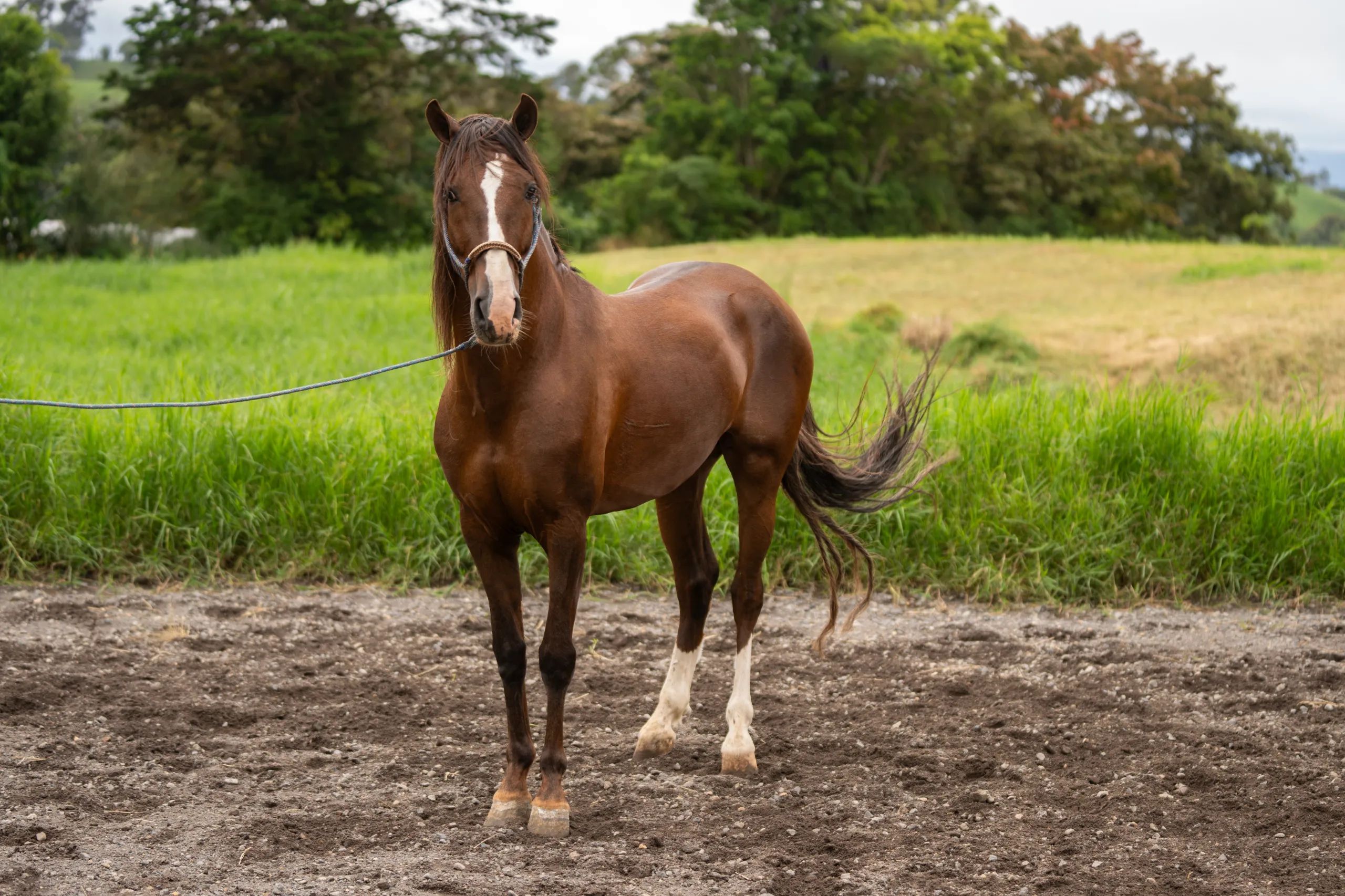 Caballo LAR Mariscal Doble R en venta