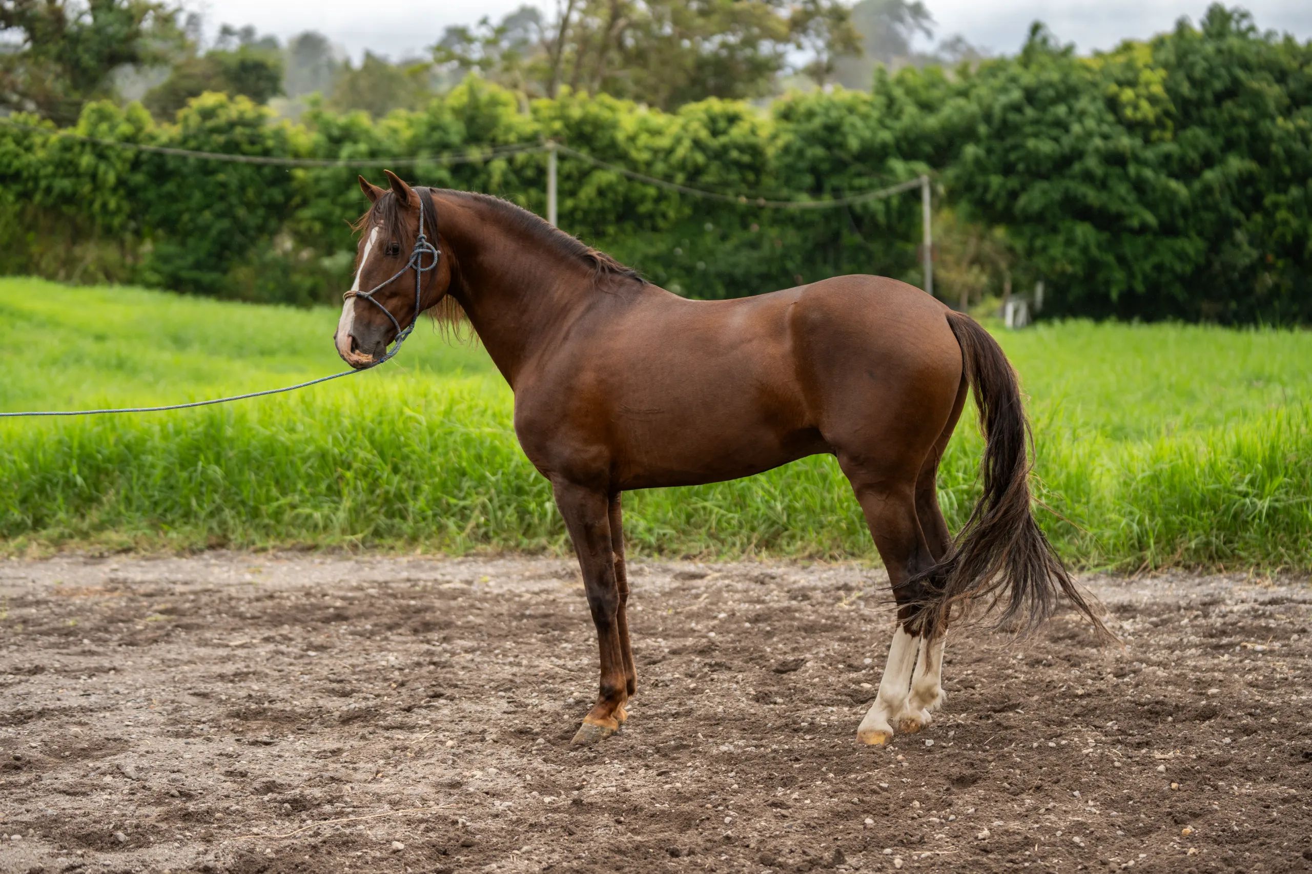 Caballo LAR Mariscal Doble R en venta