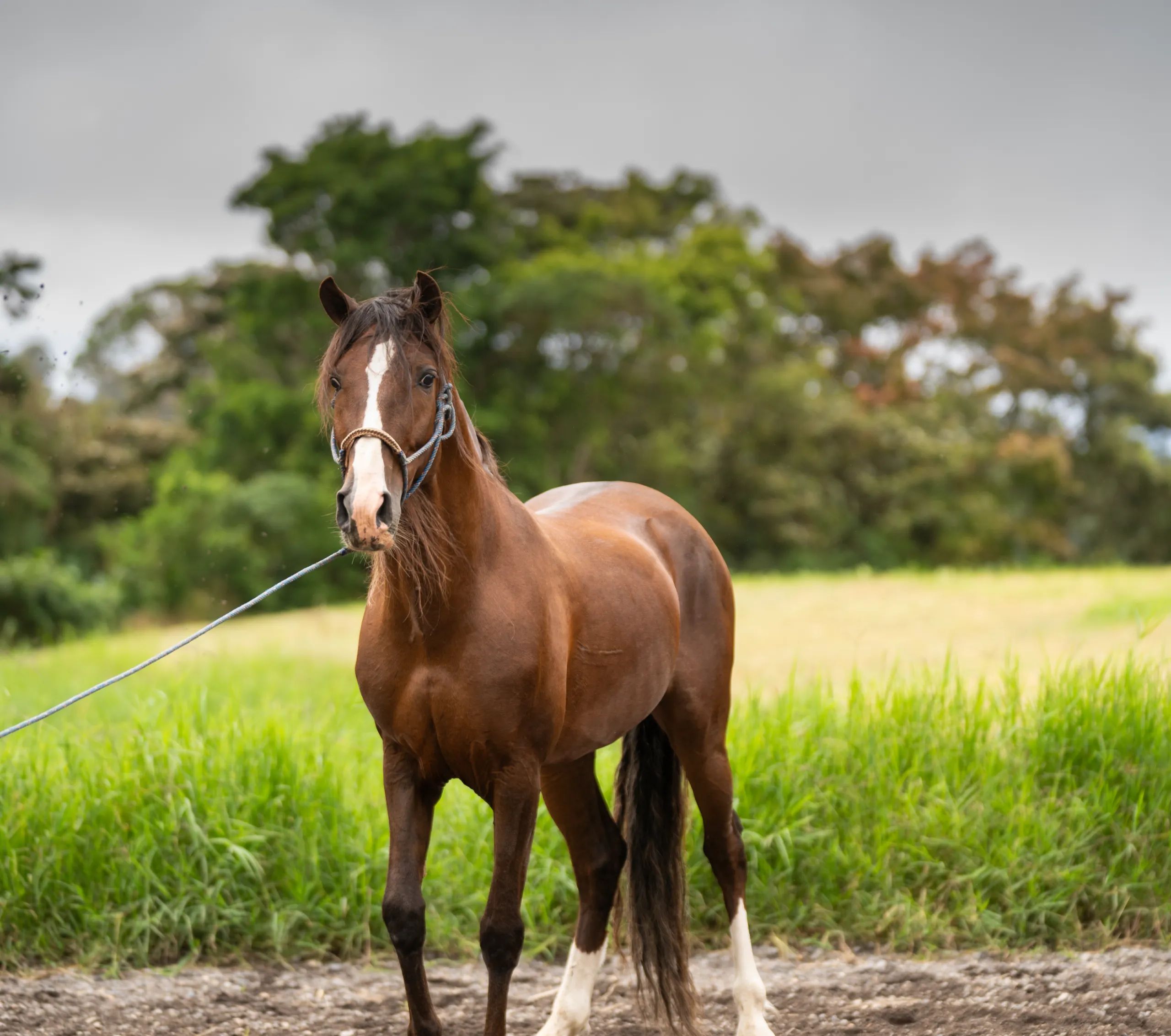 Caballo LAR Mariscal Doble R en venta
