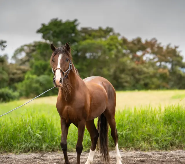 Caballo LAR Mariscal Doble R en venta