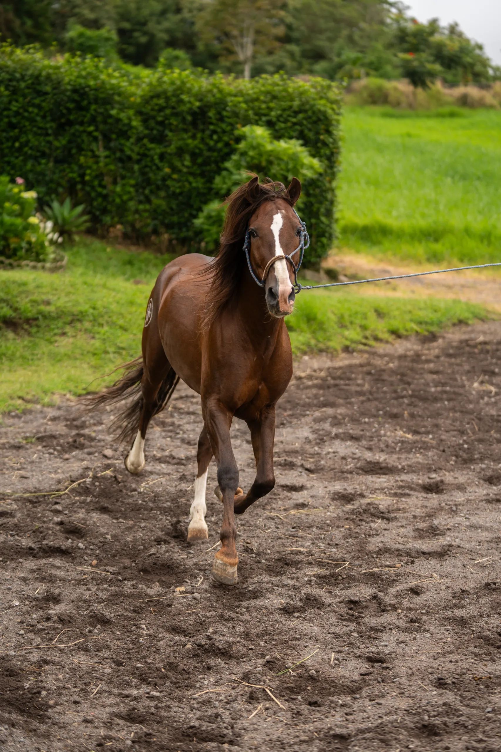Caballo LAR Mariscal Doble R en venta