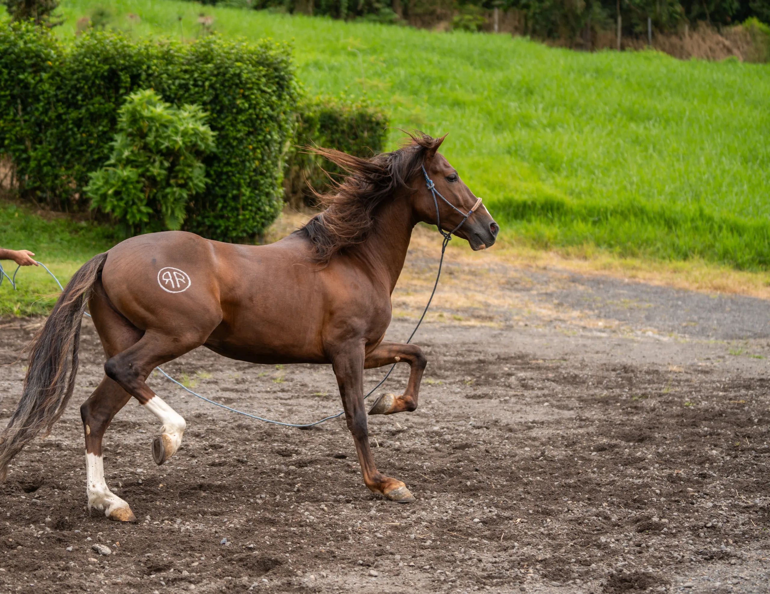 Caballo LAR Mariscal Doble R en venta